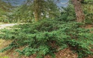 Taxus cuspidata (Spreading Japanese Yew)