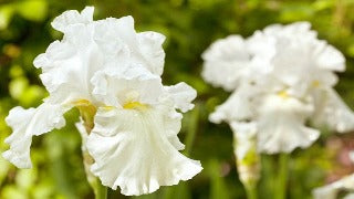 Iris Germanica 'Immortality' (Intermediate Bearded Iris)