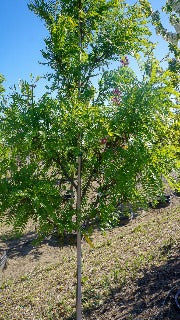 Gleditsia Triacanthos Var. Inermis Imperial 'Impcole' (Imperial Honeylocust)