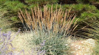 Sorghastrum Nutans (Indian Grass)