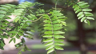 Gleditsia Triacanthos Var. Inermis (Thornless Honeylocust)