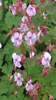 Geranium Macrorrhizum 'Ingwersen's Variety' (Bigroot Geranium)