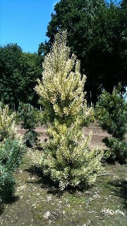 Pinus Sylvestris 'Inverleith' (Inverleith Scots Pine)