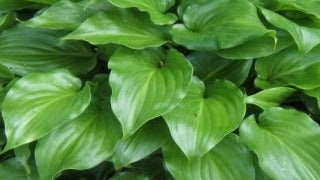 Hosta 'Invincible' (Plantain Lily)