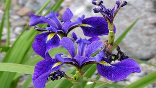 Iris Versicolor (Blue Flag Iris)