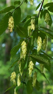 Ostrya Virginiana (Ironwood)