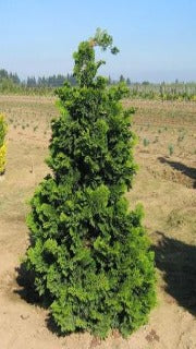 Chamaecyparis Obtusa 'Iseli Green' (Iseli Green Hinoki Falsecypress)
