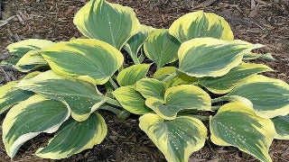 Hosta 'Ivory Coast' (Plantain Lily)