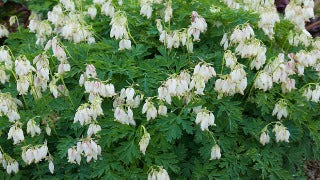 Dicentra x 'Ivory Hearts' (Fern-leaved Bleedingheart)