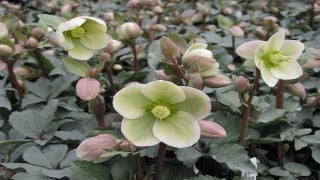 Helleborus x Ivory Prince (Ivory Prince Lenten Rose)
