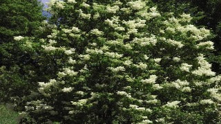 Syringa Reticulata 'Ivory Silk' (Ivory Silk Tree Lilac)