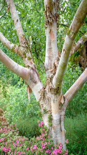 Betula Utilis Var. Jacquemontii (Jacquemontii Birch)