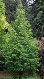 Metasequoia Glyptostroboides 'Jade Prince' (Jade Prince Dawn Redwood)