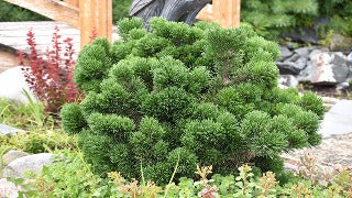 Pinus Mugo 'Jakobsen' (Jakobsen Dwarf Mugo Pine)