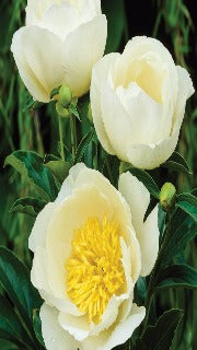 Paeonia 'Jan Van Leeuwen' (Peony)