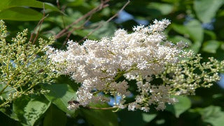 Syringa Reticulata (Japanese Tree Lilac)