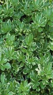 Pachysandra Terminalis 'Variegata' (Variegated Japanese Spurge)