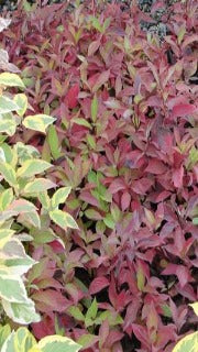 Cornus Alba Little Rebel 'Jefreb' (Little Rebel Dogwood)