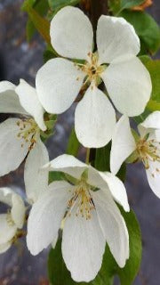 Malus Green Wall (Jefwall)