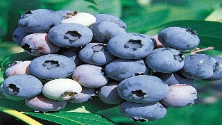 Blueberry 'Jersey'