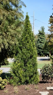 Sciadopitys Verticillata 'Joe Kozey' (Joe Kozey Umbrella Pine)
