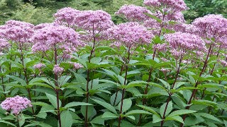 Eupatorium Maculatum (Joe Pye Weed)