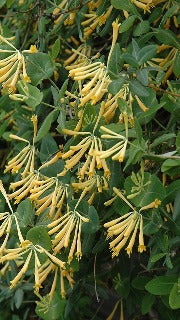 Lonicera Sempervirens 'John Clayton' (Trumpet Honeysuckle)