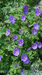 Geranium x 'Johnson's Blue' (Cranesbill)