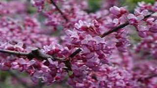 Cercis Canadensis Joy's Pride ('Morton') (Joy's Pride Redbud)