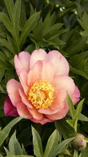 Paeonia Itoh 'Julia Rose' (Intersectional Peony)
