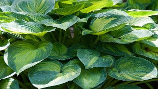 Hosta 'June' (Plantain Lily)