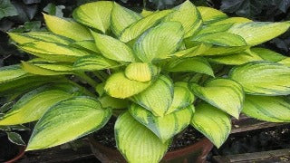 Hosta 'June Fever' (Plantain Lily)