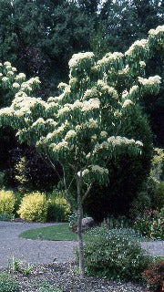 Cornus Controversa June Snow ('June Snow JFS') (June Snow Dogwood)