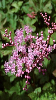 Filipendula x 'Kahome' (Dwarf Pink Meadowsweet)