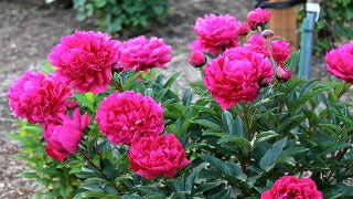 Paeonia 'Kansas' (Peony)