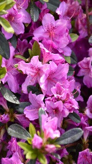 Azalea 'Karen' (Rhododendron)