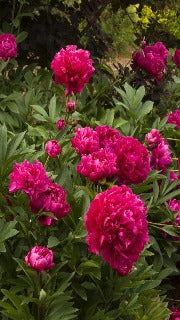 Paeonia 'Karl Rosenfield' (Peony)