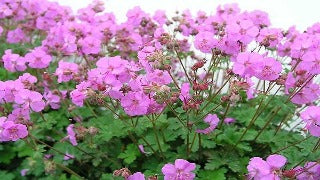 Geranium x Cantabrigiense 'Karmina' (Dwarf Cranesbill)