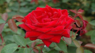 Rosa Easy Elegance Kashmir