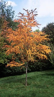 Cercidiphyllum Japonicum (Katsura Tree)