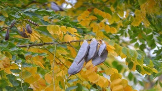 Gymnocladus Dioicus (Kentucky Coffee Tree)