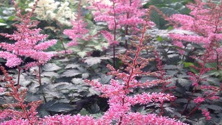 Astilbe Simplicifolia 'Key West' (Dwarf Astilbe)