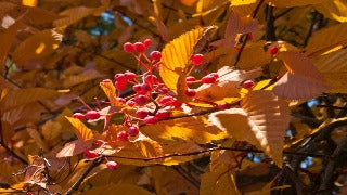 Sorbus Alnifolia (Korean Mountainash)