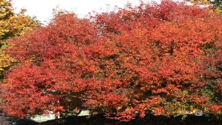 Pyrus Fauriei 'Korean Sun™' 'Westwood' (Korean Sun Pear)