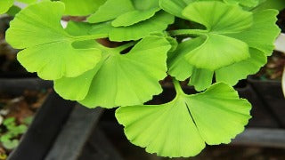 Ginkgo Biloba 'Korinek' (Korinek Maidenhair Tree)