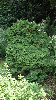 Chamaecyparis Obtusa 'Kosteri' (Koster's Hinoki Falsecypress)