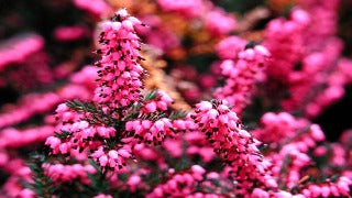 Erica x Darleyensis 'Kramer's Red' (Darley Heath)