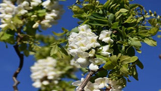 Robinia Pseudoacacia Twisty Baby 'Lace Lady' (Twisty Baby Dwarf Black Locust)