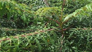 Rhus Glabra 'Laciniata' (Cutleaf Smooth Sumac)