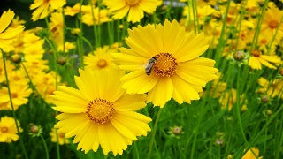 Coreopsis Lanceolata (Lance-leaved Tickseed)